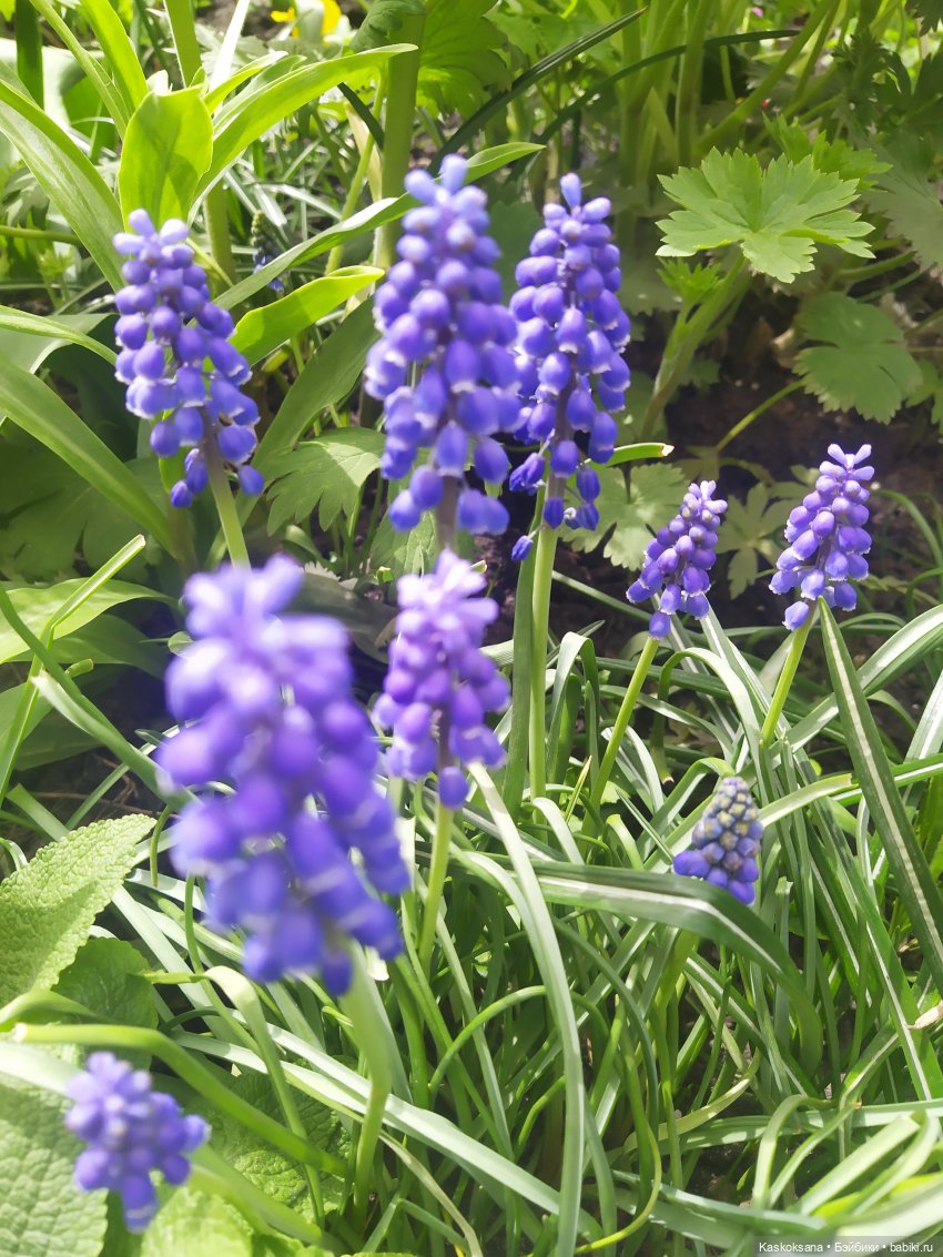 Праздник рождения цветов Ност-на-Лотион