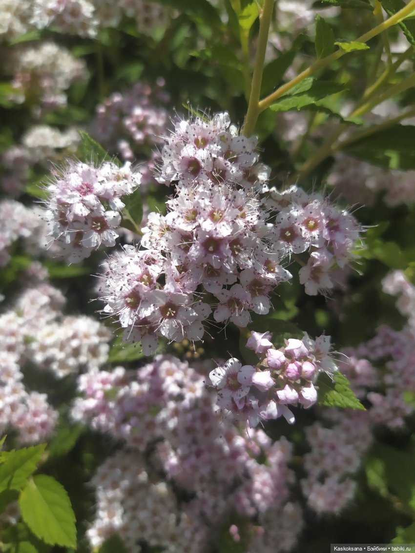 Праздник рождения цветов Ност-на-Лотион