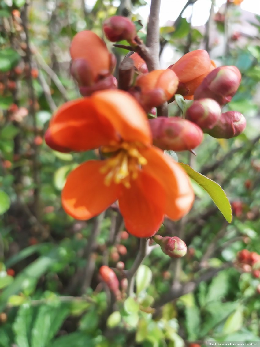 Праздник рождения цветов Ност-на-Лотион