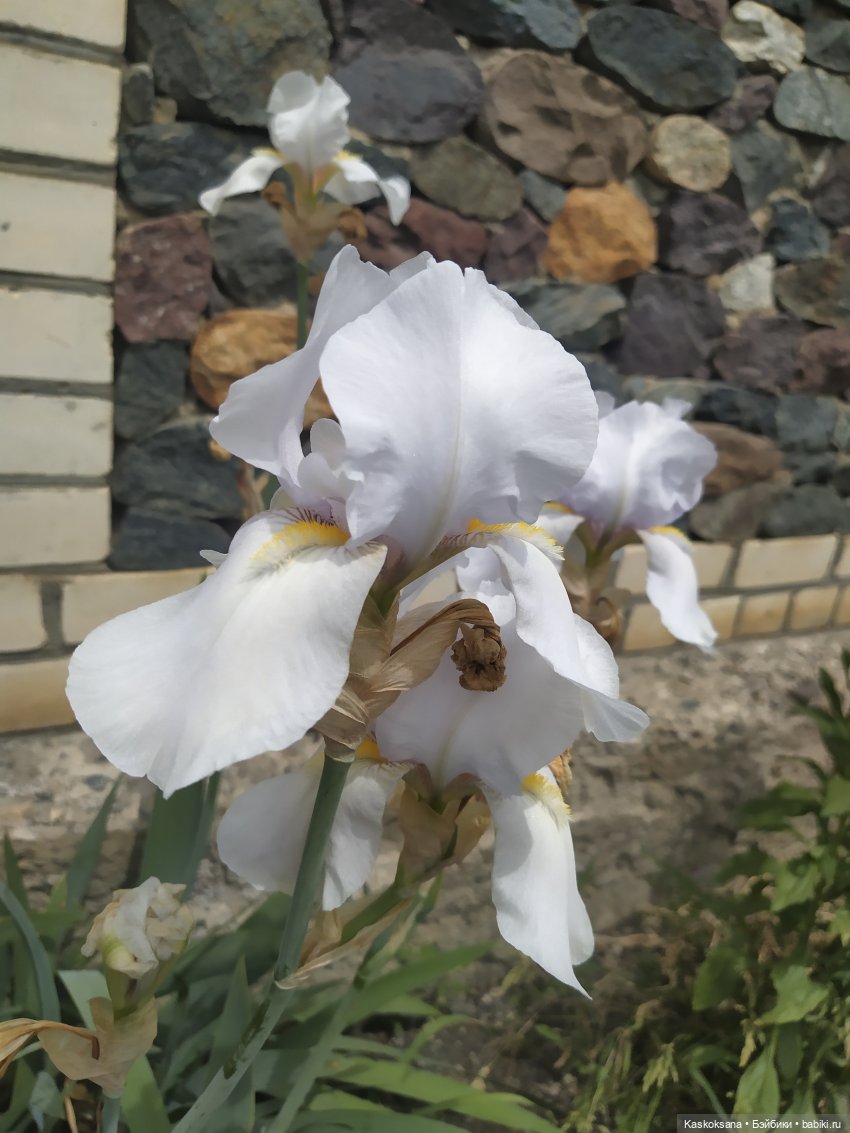 Праздник рождения цветов Ност-на-Лотион