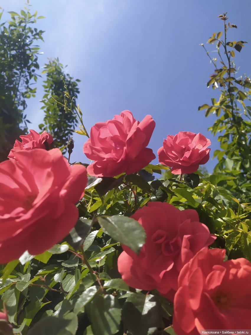 Праздник рождения цветов Ност-на-Лотион