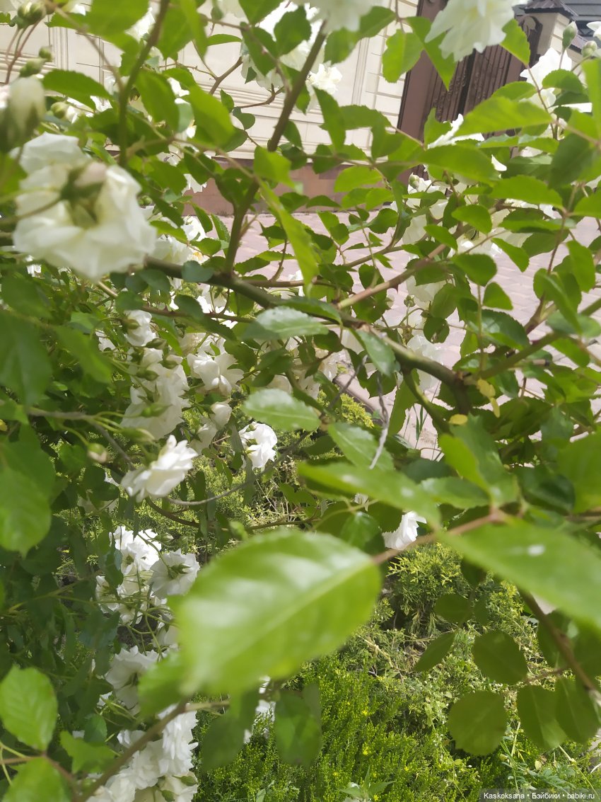 Праздник рождения цветов Ност-на-Лотион