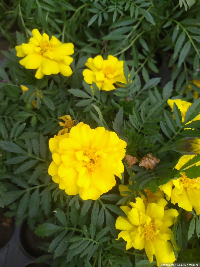 Праздник рождения цветов Ност-на-Лотион