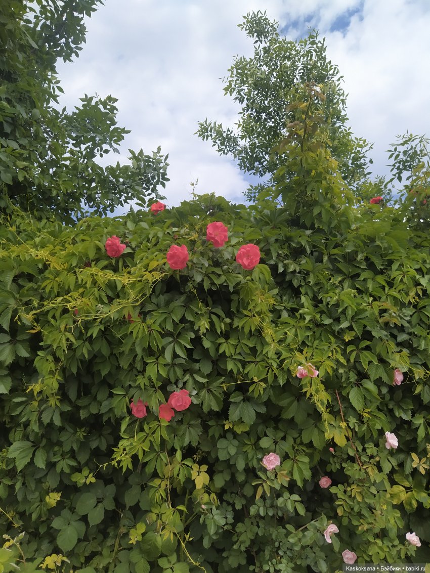 Праздник рождения цветов Ност-на-Лотион