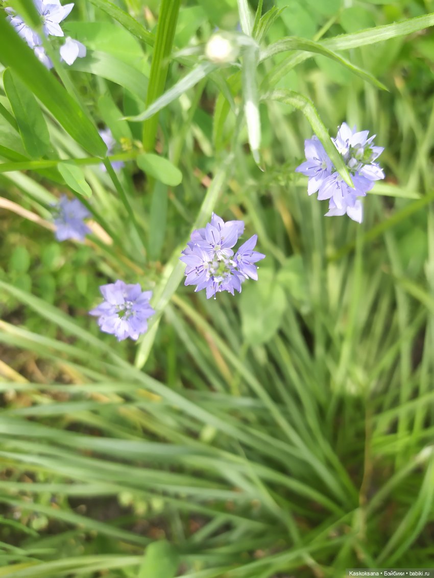 Праздник рождения цветов Ност-на-Лотион