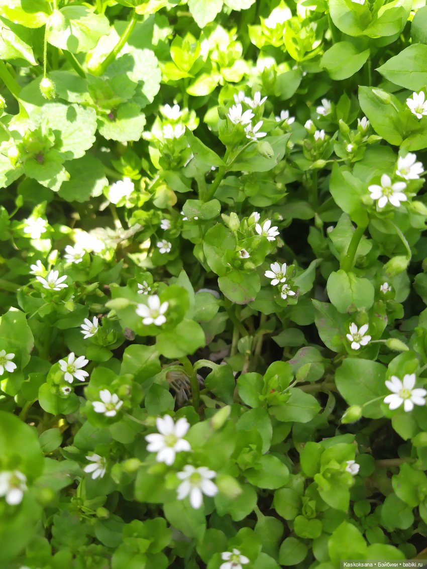 Праздник рождения цветов Ност-на-Лотион