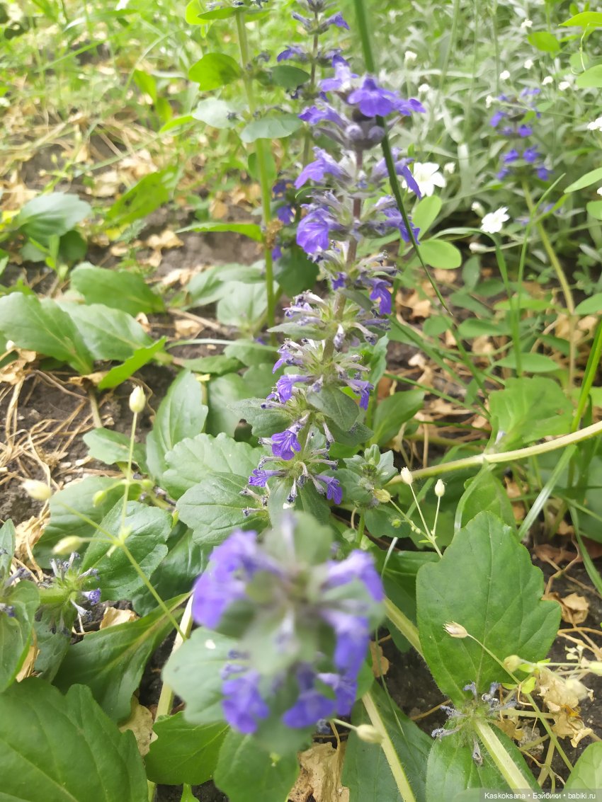 Праздник рождения цветов Ност-на-Лотион