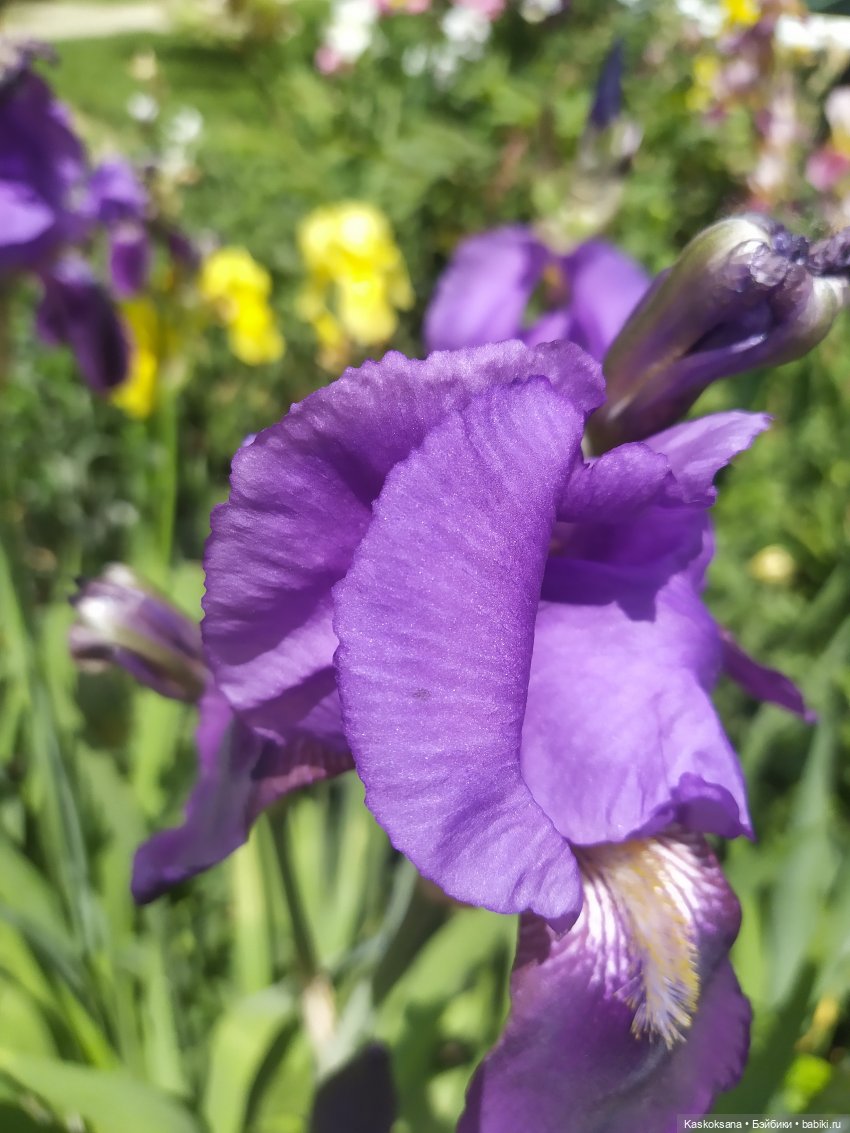 Праздник рождения цветов Ност-на-Лотион