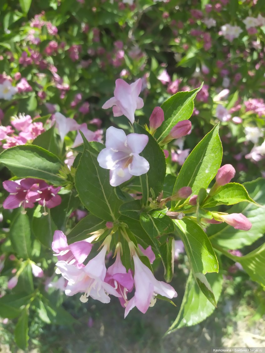 Праздник рождения цветов Ност-на-Лотион