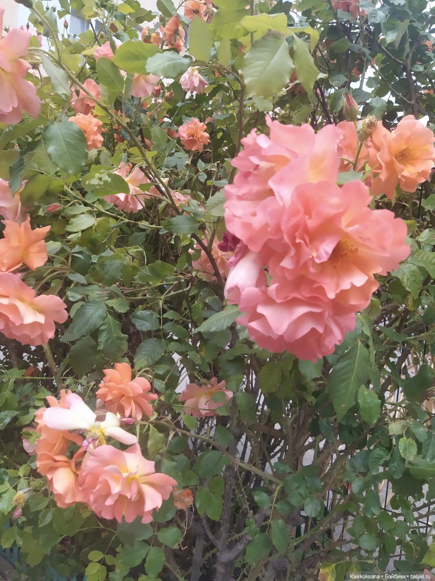 Праздник рождения цветов Ност-на-Лотион