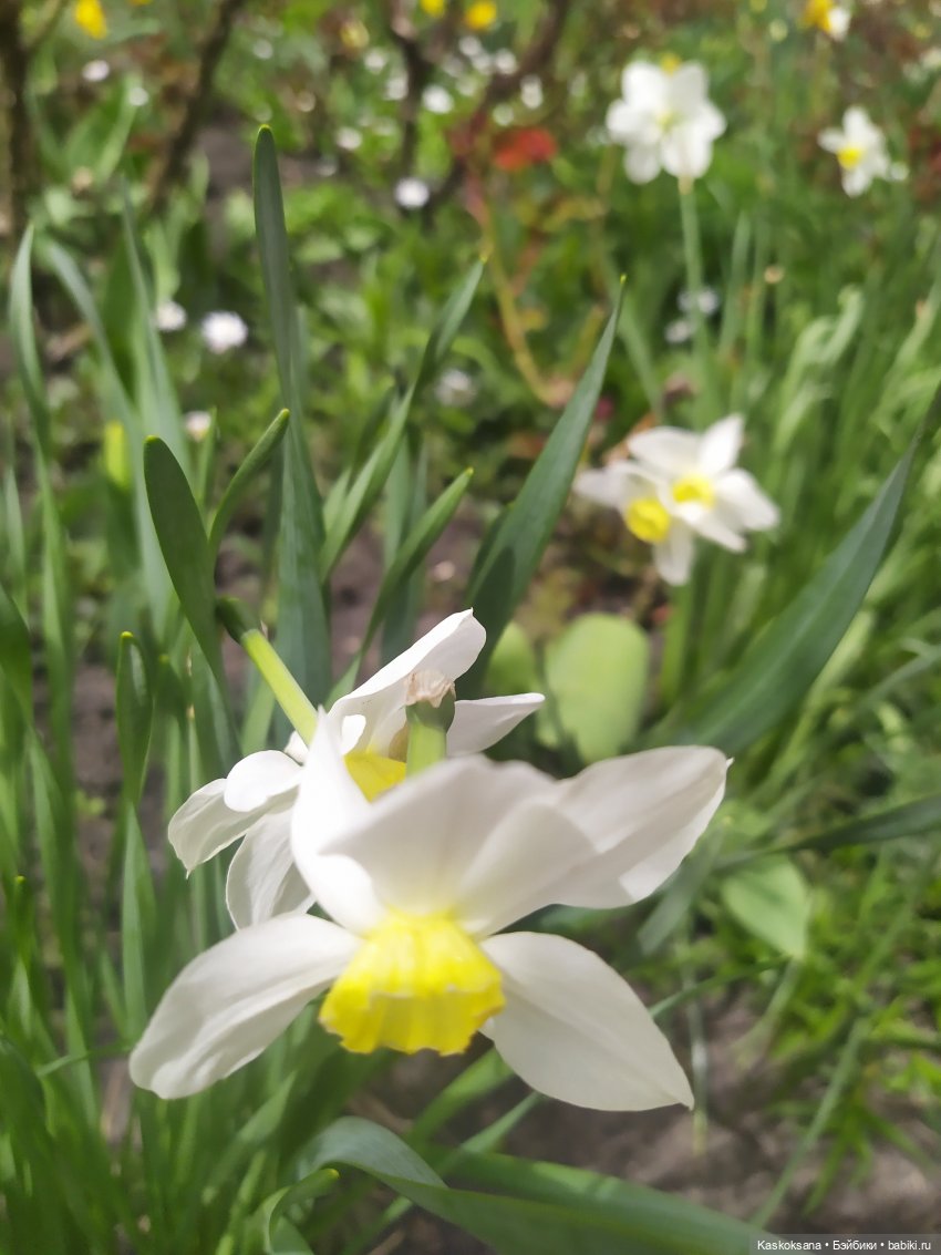 Праздник рождения цветов Ност-на-Лотион