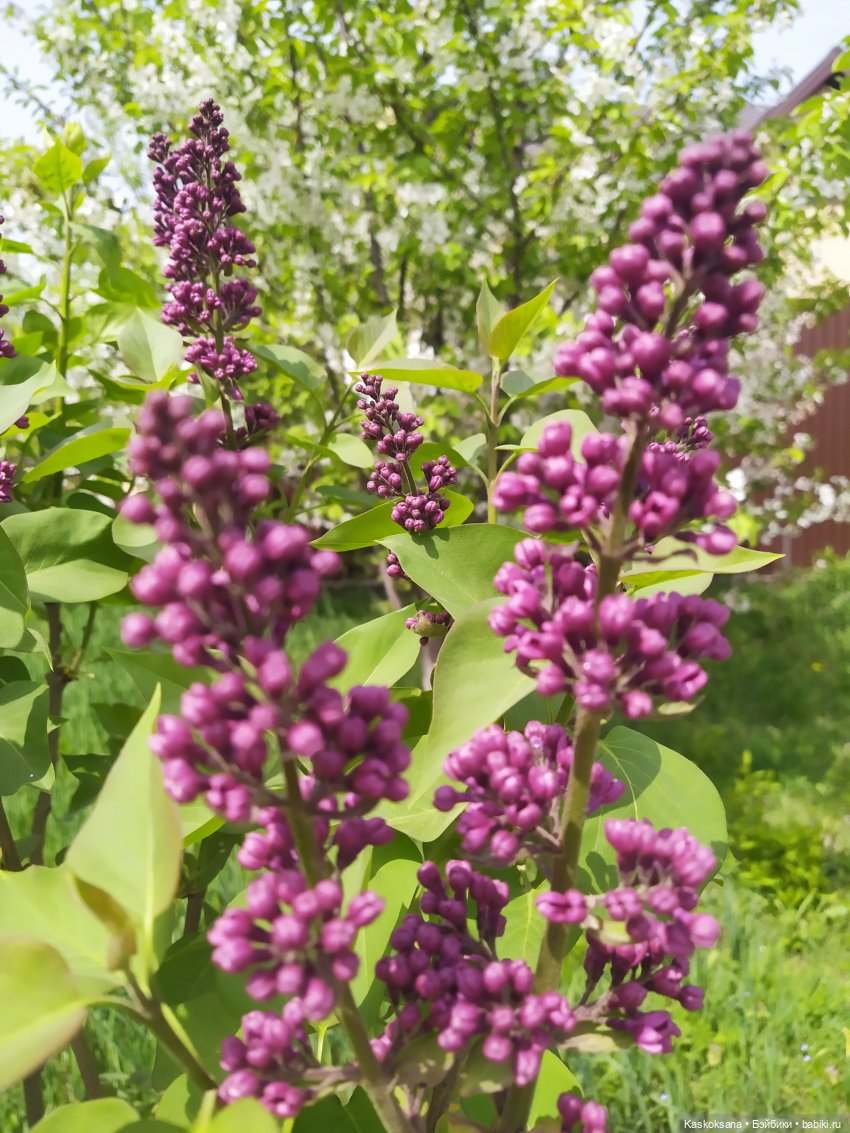 Праздник рождения цветов Ност-на-Лотион