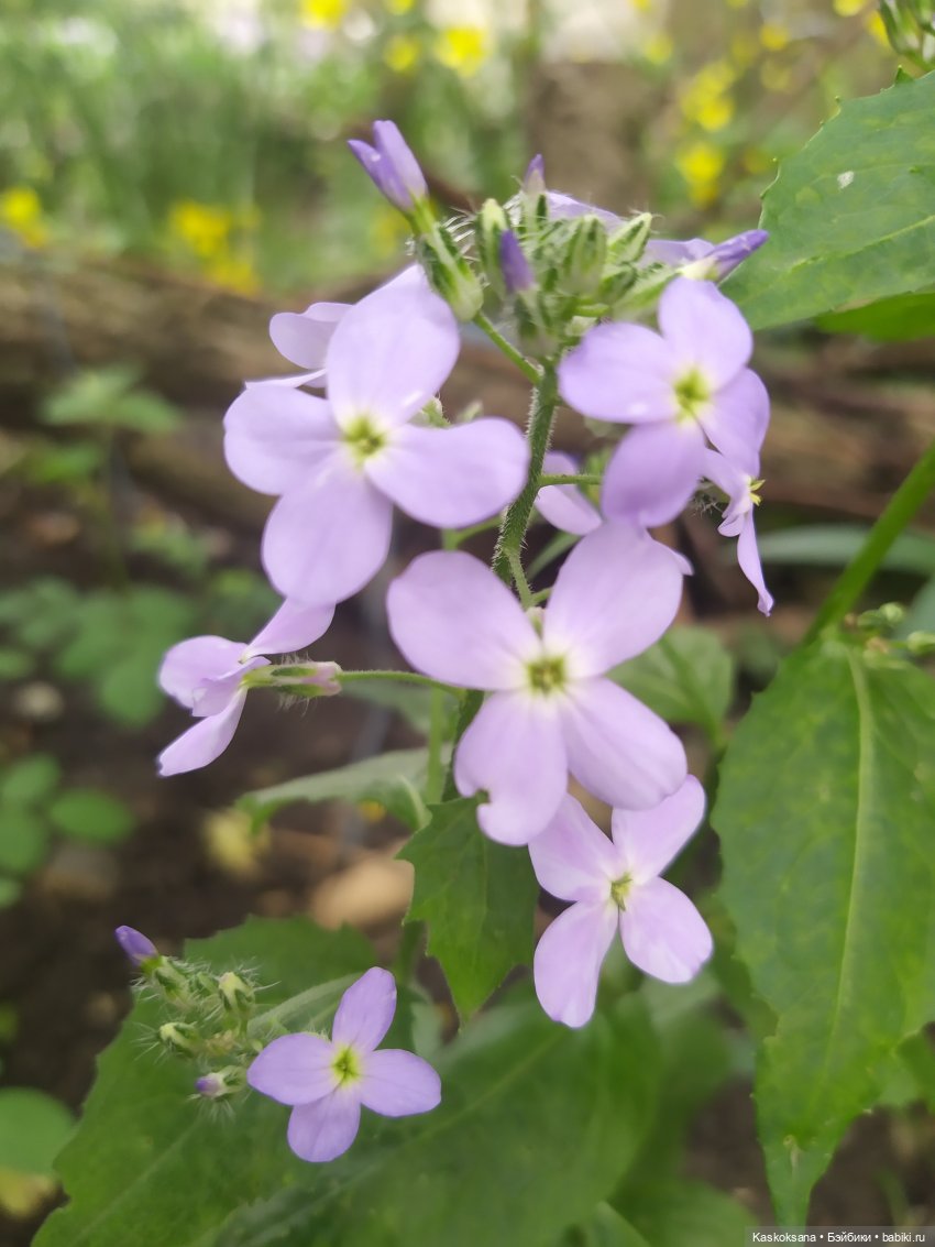 Праздник рождения цветов Ност-на-Лотион