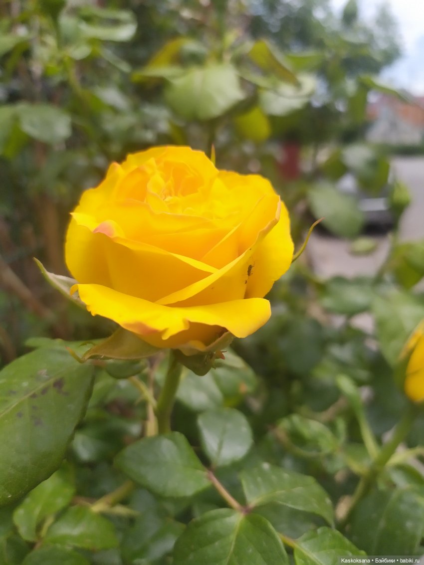 Праздник рождения цветов Ност-на-Лотион