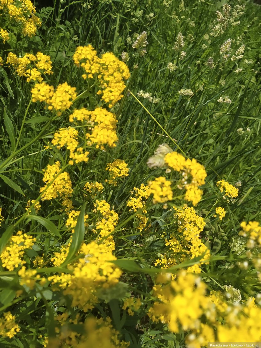 Праздник рождения цветов Ност-на-Лотион