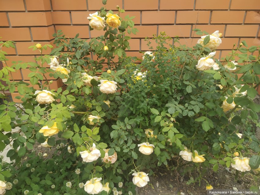 Праздник рождения цветов Ност-на-Лотион