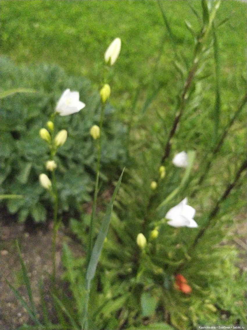 Праздник рождения цветов Ност-на-Лотион