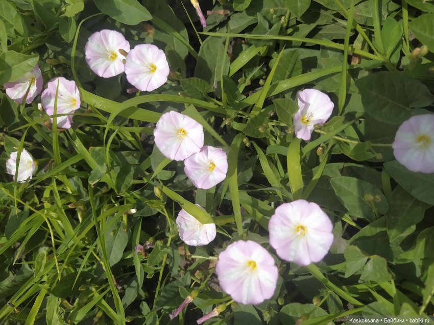 Праздник рождения цветов Ност-на-Лотион