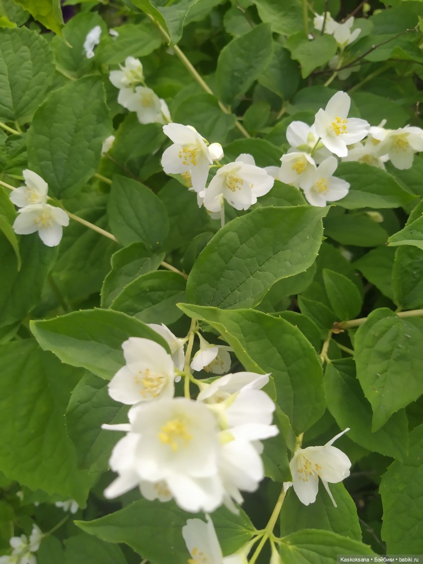 Праздник рождения цветов Ност-на-Лотион