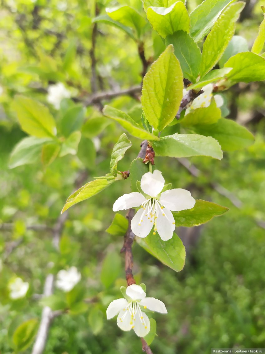 Праздник рождения цветов Ност-на-Лотион