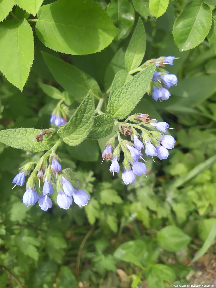 Праздник рождения цветов Ност-на-Лотион