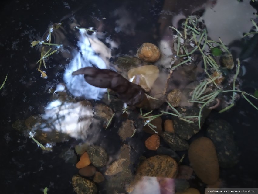 Августфест. Варвара- краса длинная коса 4 часть (фото 9)