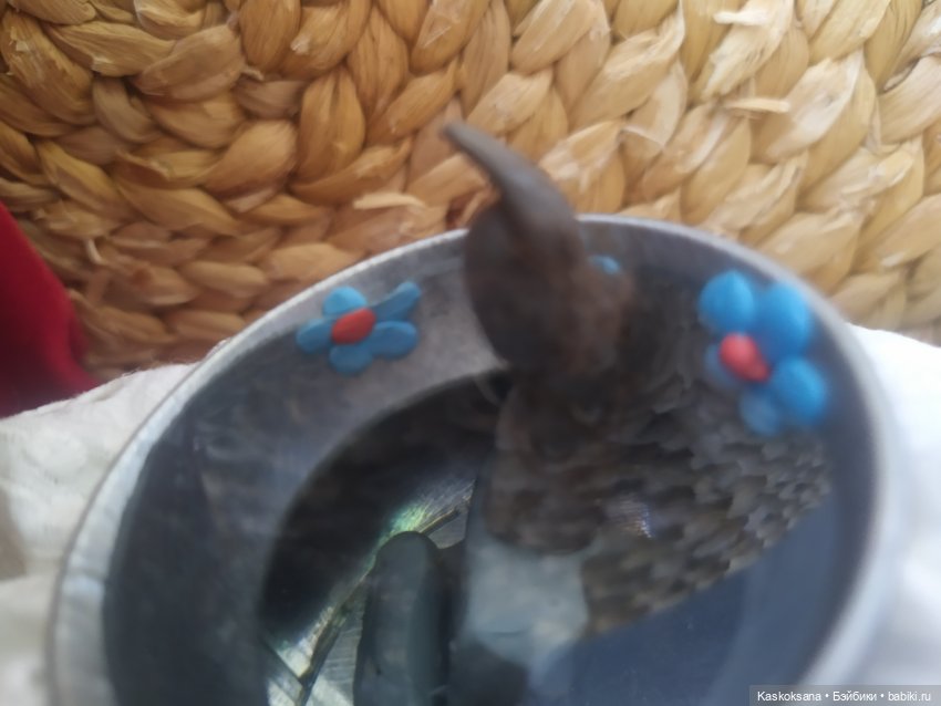 Августфест. Варвара- краса длинная коса 4 часть