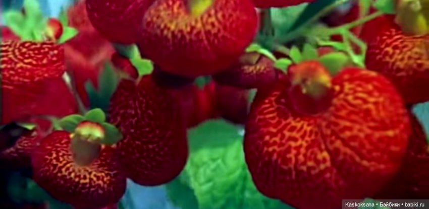 Варвара - краса. Коллективное закулисье: как оживают сказки (фото 9)