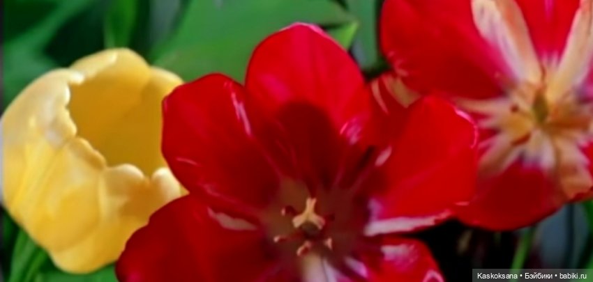 Варвара - краса. Коллективное закулисье: как оживают сказки (фото 8)