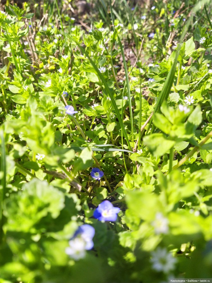 Варвара - краса. Коллективное закулисье: как оживают сказки