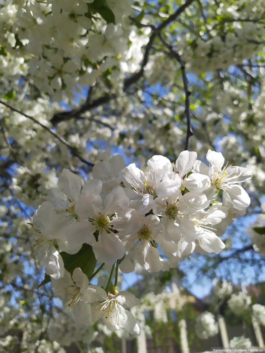 Варвара - краса. Коллективное закулисье: как оживают сказки