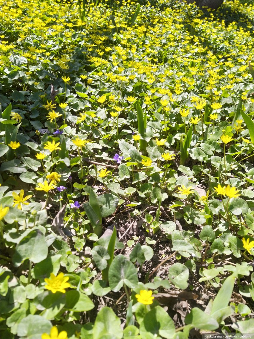 Варвара - краса. Коллективное закулисье: как оживают сказки (фото 2)