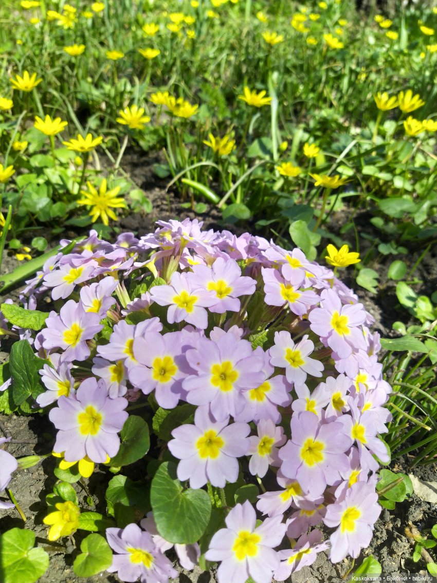 Варвара - краса. Коллективное закулисье: как оживают сказки (фото 3)