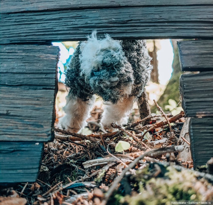 Варвара - краса. Коллективное закулисье: как оживают сказки