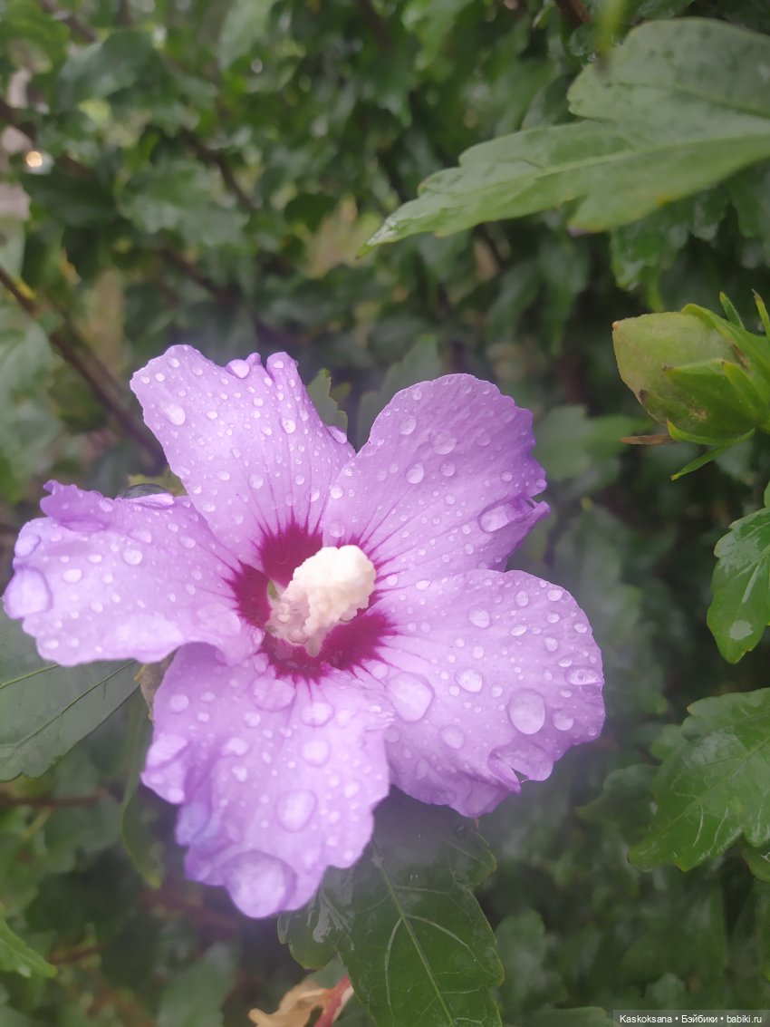 Осенняя мелодия — Куклы Barbie (Барби): Looks