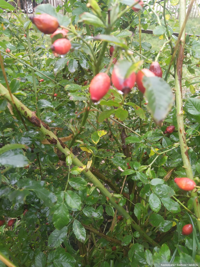 Осенняя мелодия — Куклы Barbie (Барби): Looks