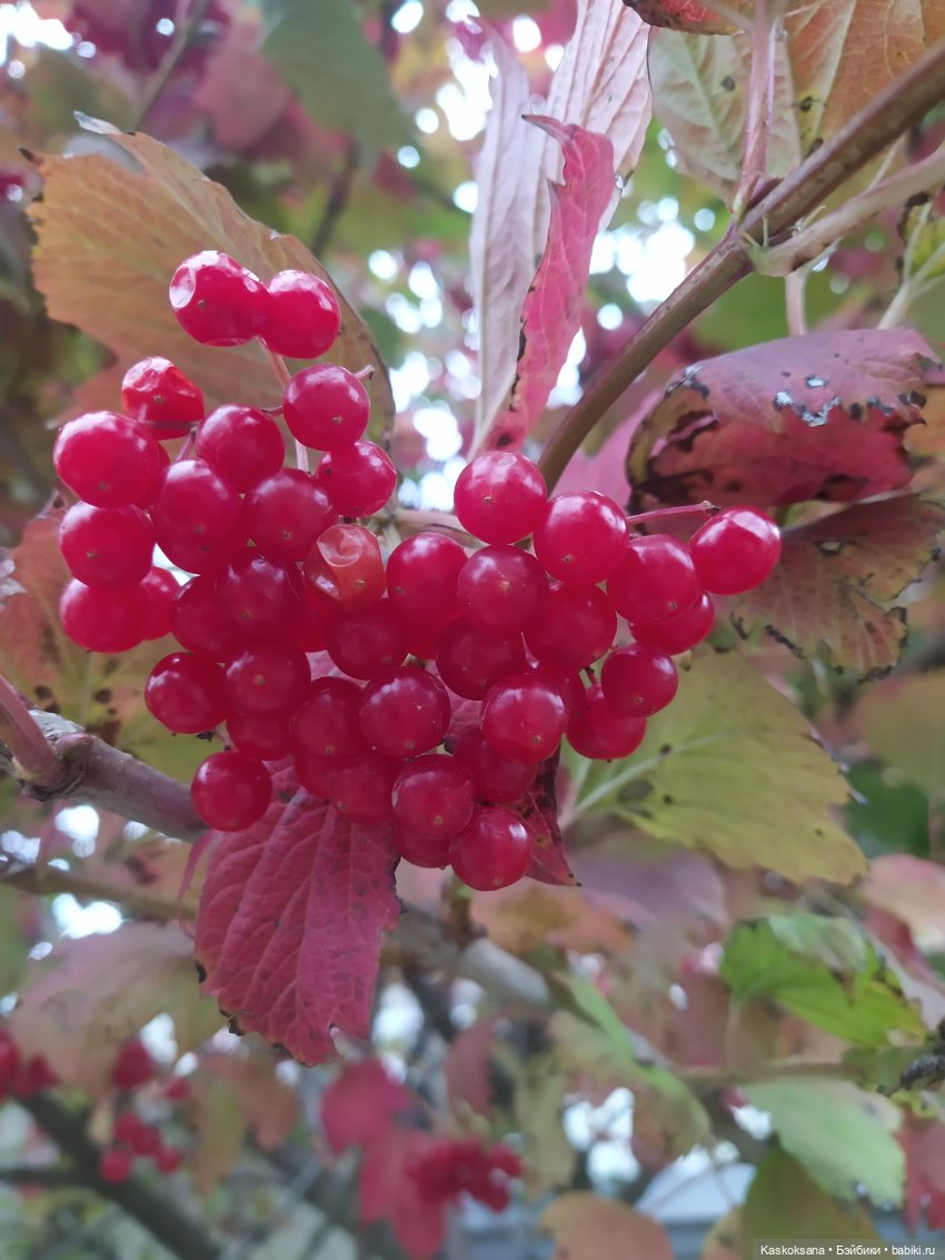 Осенняя мелодия — Куклы Barbie (Барби): Looks