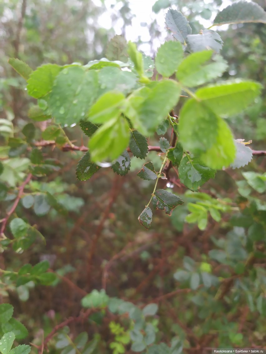 Осенняя мелодия — Куклы Barbie (Барби): Looks