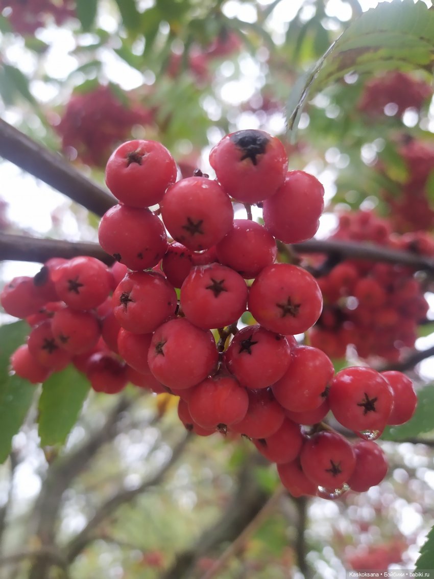 Осенняя мелодия — Куклы Barbie (Барби): Looks