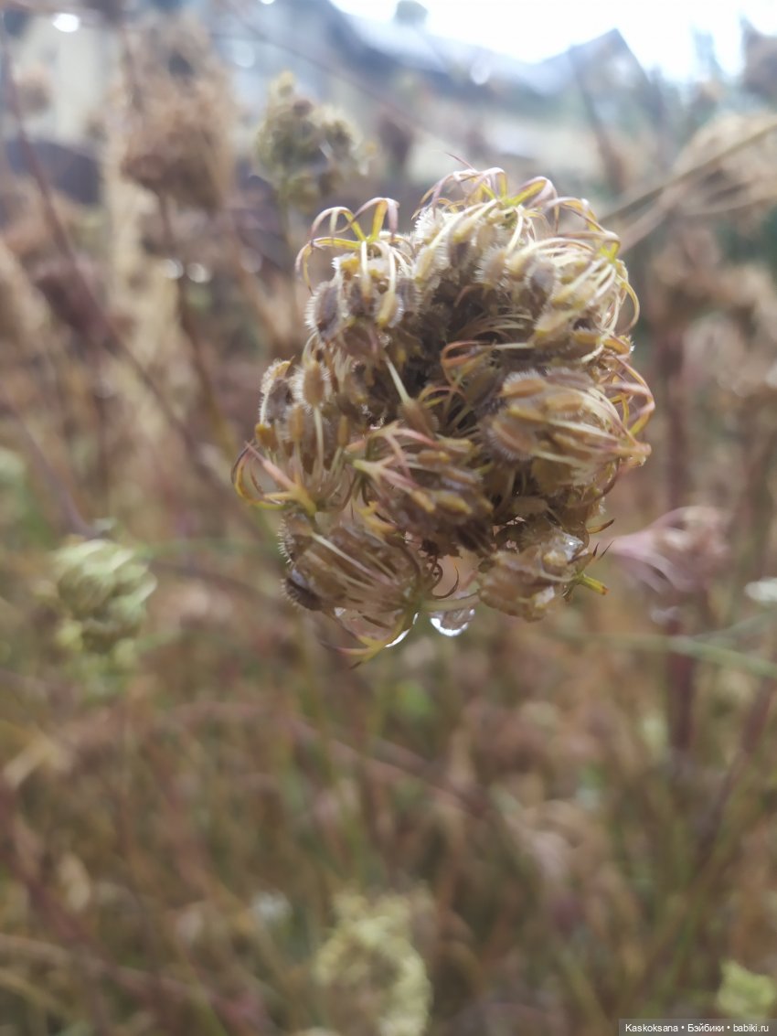 Осенняя мелодия — Куклы Barbie (Барби): Looks