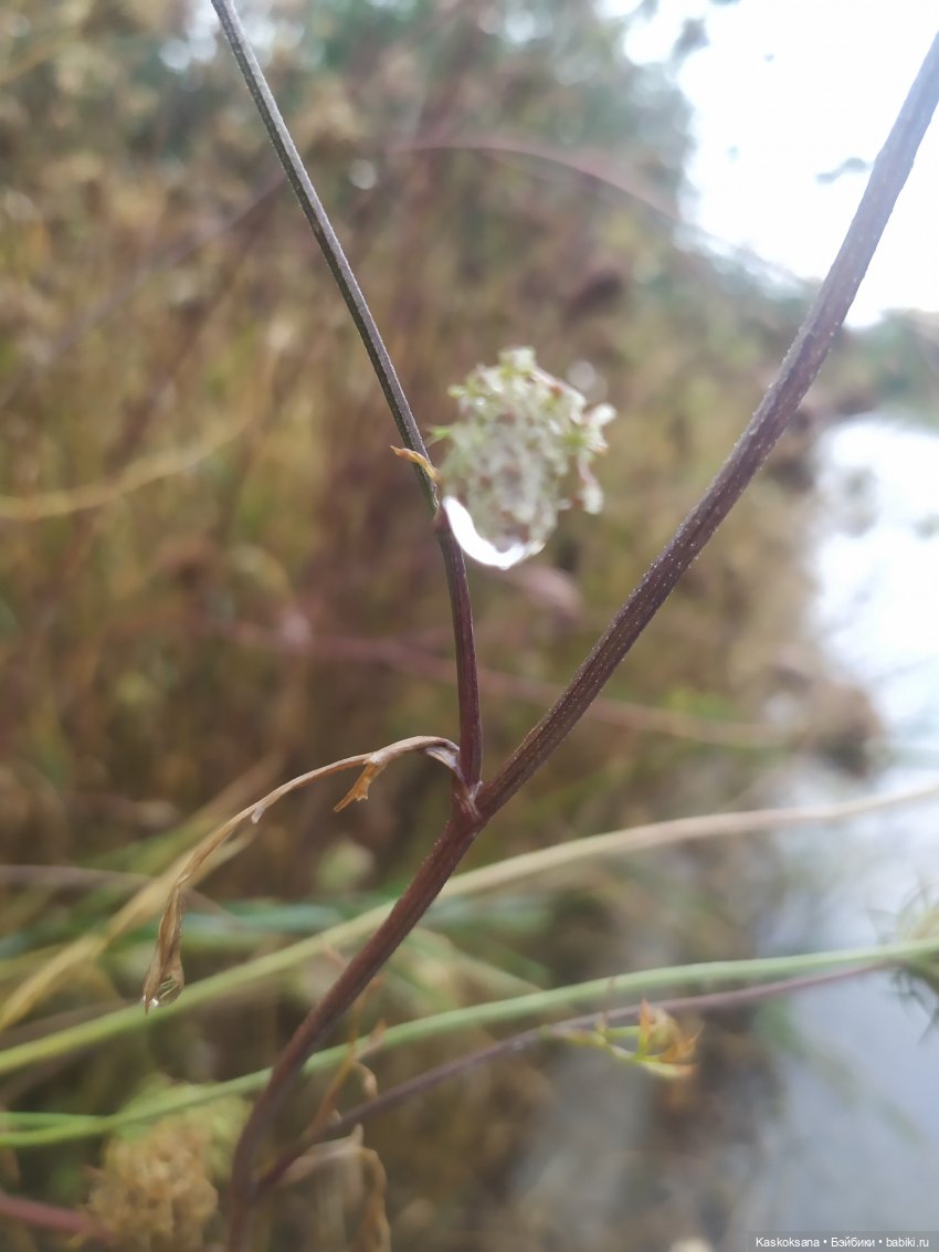 Осенняя мелодия — Куклы Barbie (Барби): Looks