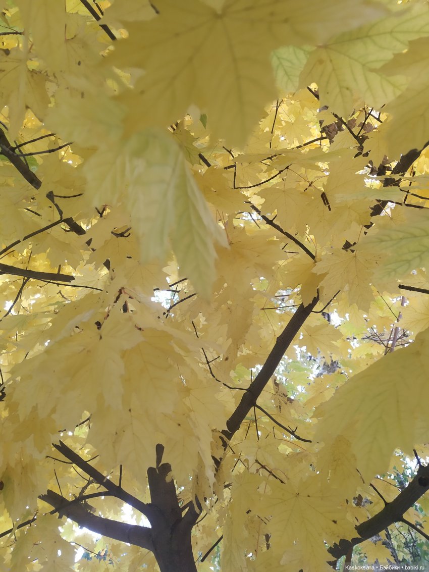 Осенняя мелодия — Куклы Barbie (Барби): Looks