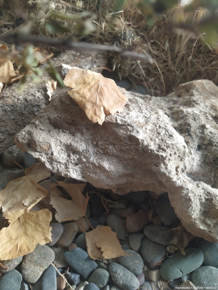 Осенняя мелодия — Куклы Barbie (Барби): Looks (фото 9)