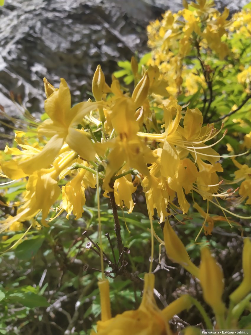 Дорога к Орлиным Скалам. Бештау