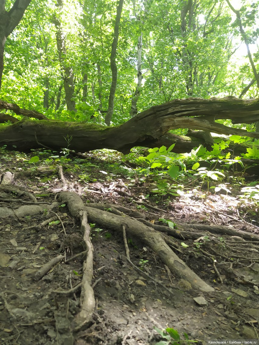 Дорога к Орлиным Скалам. Бештау