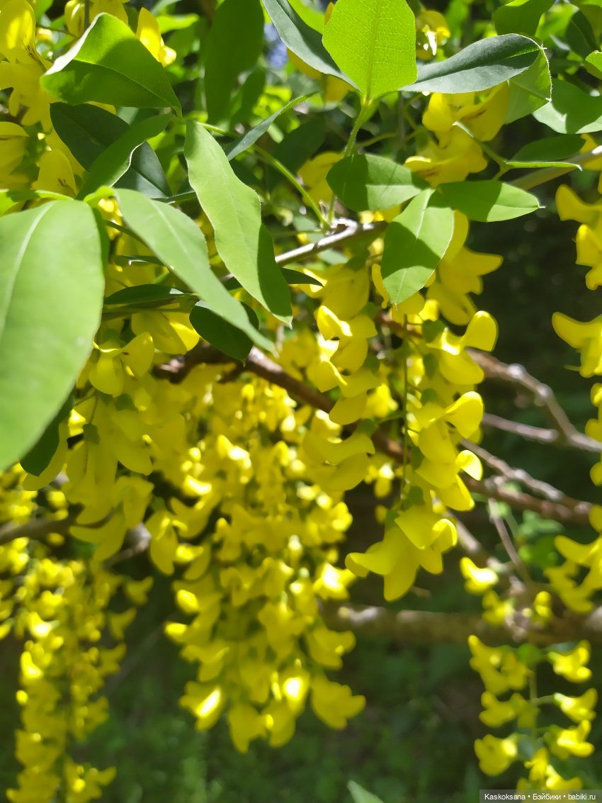 Дорога к Орлиным Скалам. Бештау