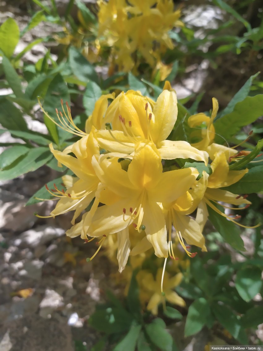 Дорога к Орлиным Скалам. Бештау