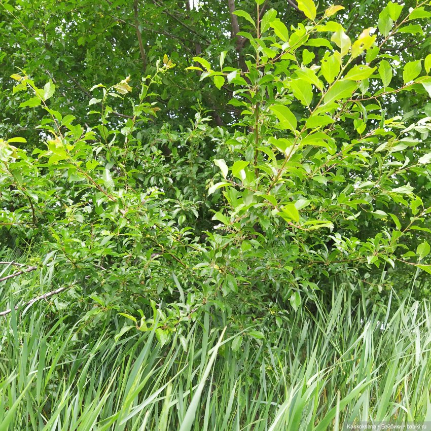 Лукоморье. Флешмоб волшебных (фото 2)