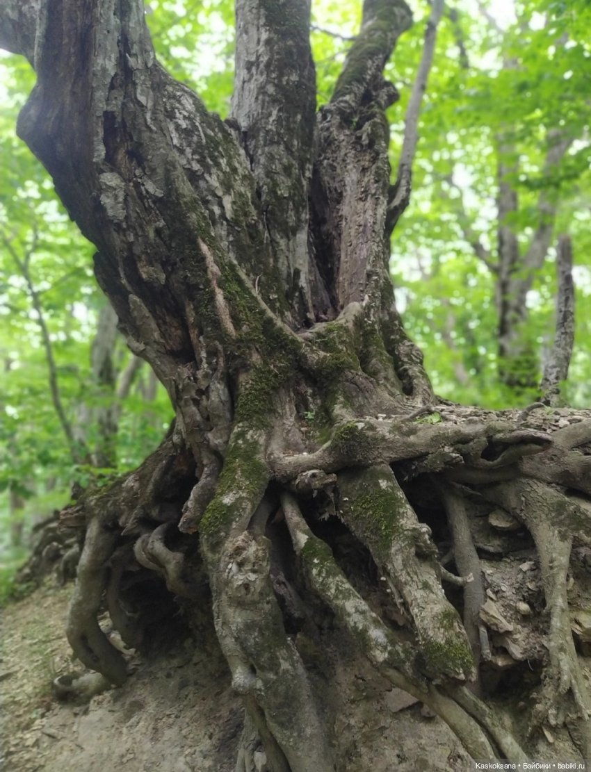 Лукоморье. Флешмоб волшебных