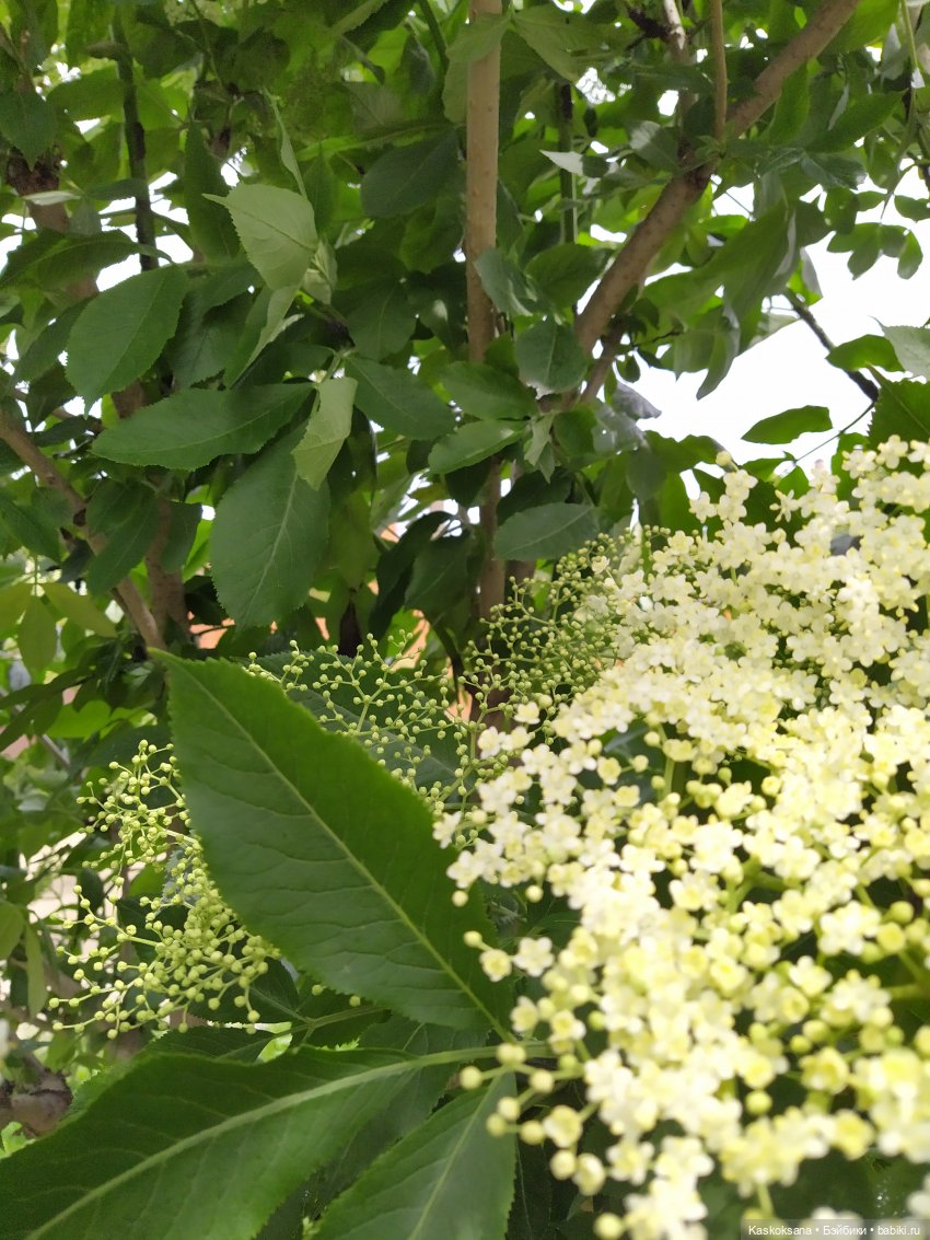 Лукоморье. Флешмоб волшебных (фото 10)